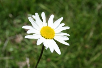 Close-up ox-eye daisy