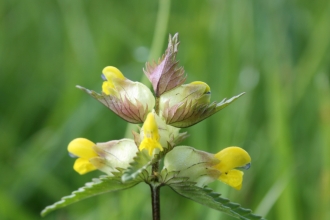Close-up yellow rattle Cath Shellswell