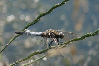 Close-up black tailed skimmer on seeded grass stalk