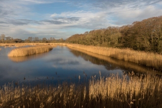 View of Catcott showing water and reed beds