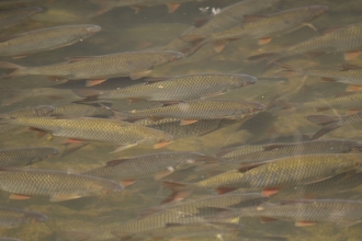 School of Trout