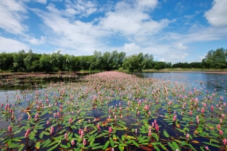 Water lilies Westhay Moor Guy Edwardes