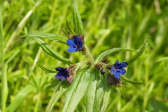 Close-up purple gromwell Peter Baker