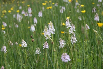 common spotted orchid