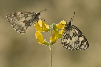 Marble white butterflies