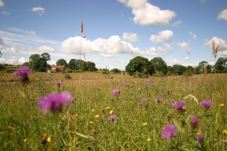 chancellors farm