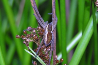 Close-up of raft spider