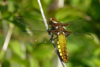 Small bodied chaser Becky Walters