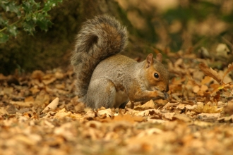 Grey squirrel in autumn leaves Brian Phipps
