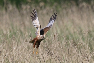 Marsh Harrier