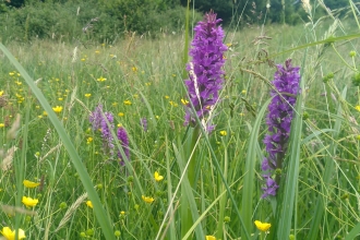 Southern Marsh Orchid West Coker