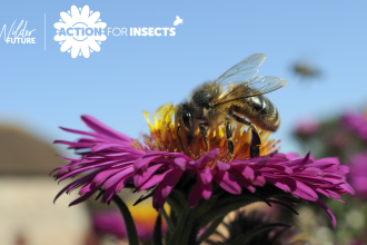 action for insects banner
