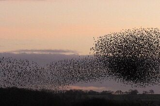 Starling murmurations