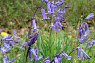 Cloase-up of bluebells Rebecca Walford