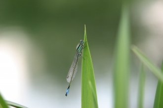 Dameselfly on reed leaf Bob hastie