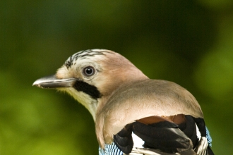 Jay on a branch Ben Simmonds