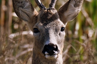 Roe buck at Steart