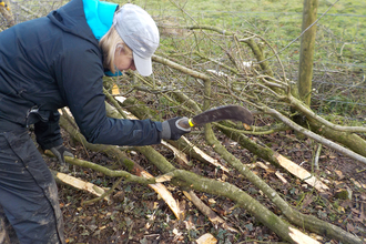 Hedgelaying volunteer session