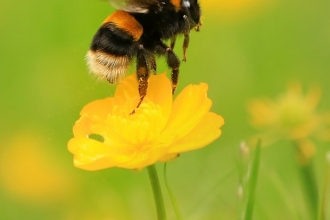 Lucy's Bee photo