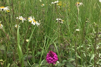 Restored grasslands - Mendip