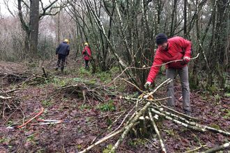 Coppicing- protecting the coppiced stools from browsing deer