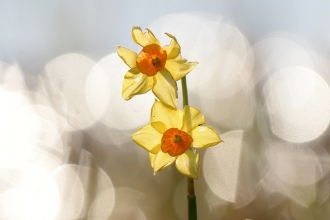 Daffodils