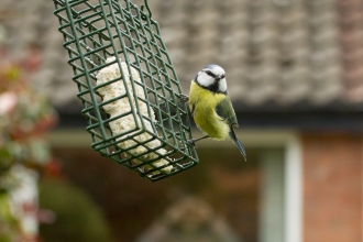 blue tit on feeder