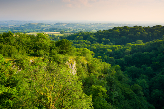 Cheddar tree tops