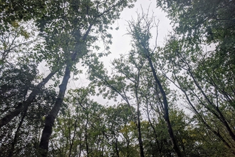Ash dieback - tree canopy