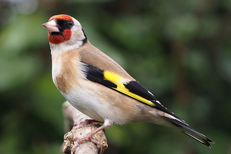 Goldfinch