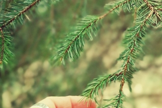 Hand on branch