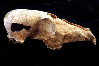 skeleton skull