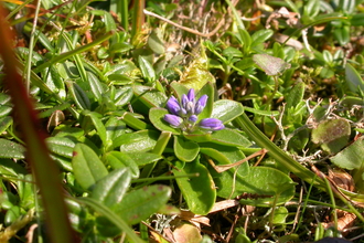 Dwarf milkwort