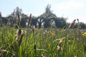 Longrun Meadow