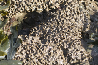 Honeycomb Reef Worms