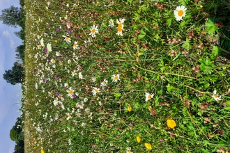 Babcary Meadows reserve