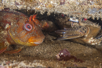Tompot blenny Buster evicts crab