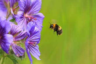 Early bumblebee