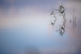 common reeds in water