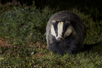 Badger at night