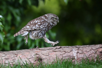 Owl running along a log with a determined expresssions