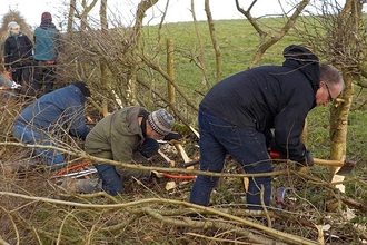 A group of volunteers hedgelaying