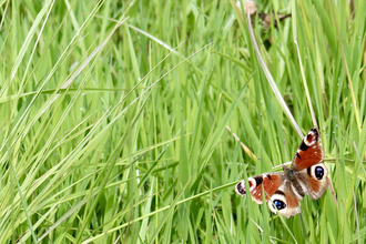 Butterfly at Honeygar