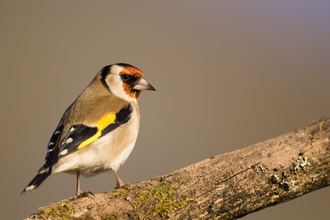 Goldfinch on branch