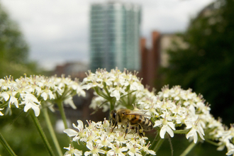 Image of bee in city centre