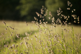 Hay meadow