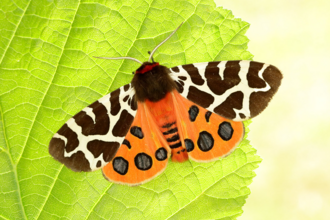 vibrant orange and red moth