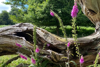 plant species in front of fallen tree