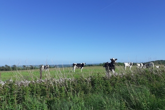 cows looking over stone wall