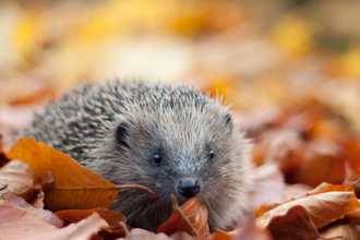 Hedgehog in autumn leaves